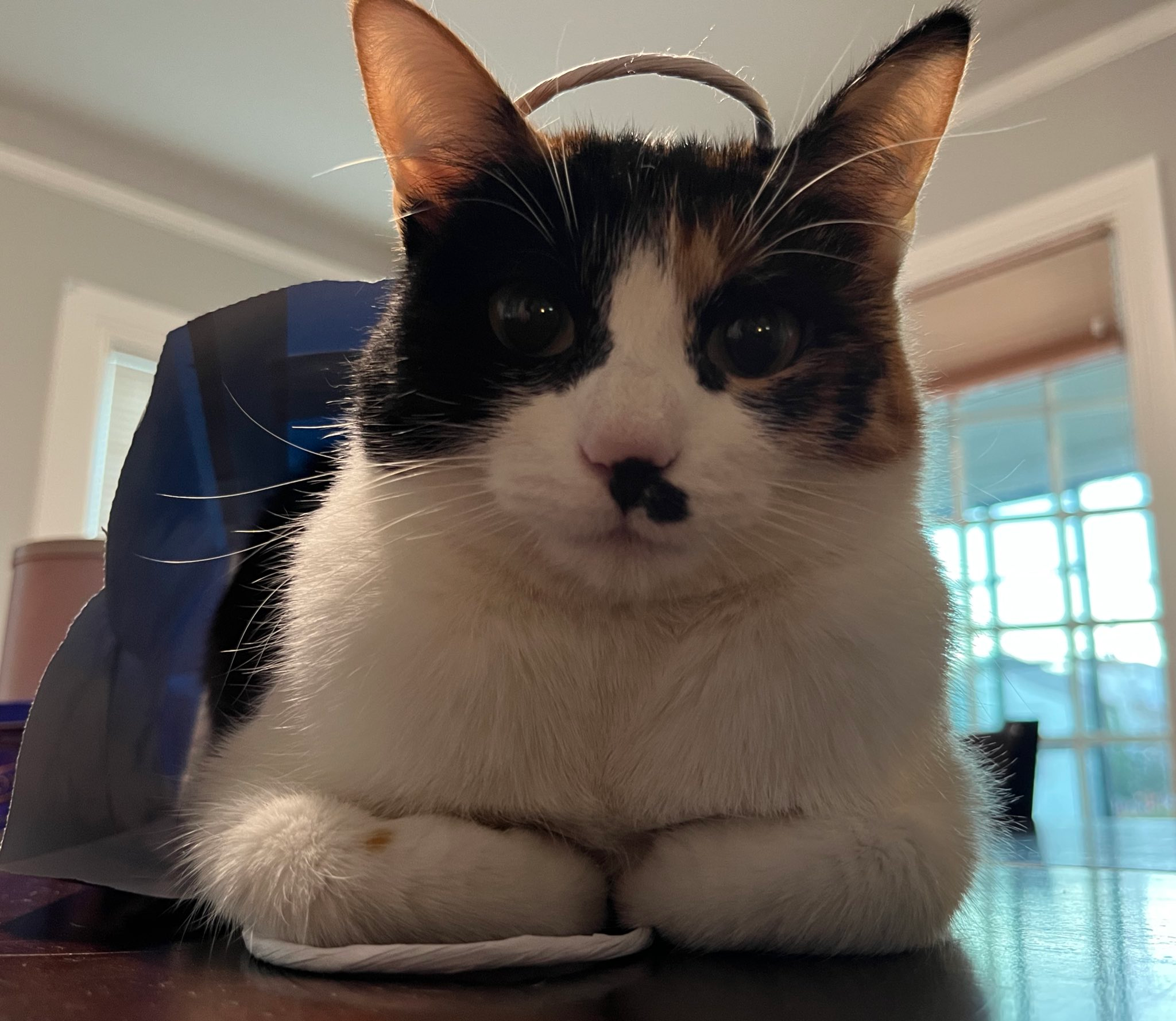 An image of my cute cat, Mo